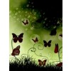 Butterfly - Moje fotografie - 