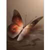 Butterfly - Meine Fotos - 