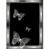 Butterfly - Moje fotografije - 