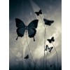 Butterfly - Moje fotografie - 