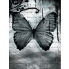Butterfly - Mie foto - 