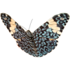 Butterfly - Moje fotografie - 