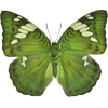 Butterfly - Natura - 