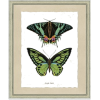 Butterfly - Natureza - 