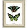 Butterfly - Natur - 