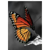 Butterfly - Natureza - 