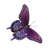 Butterfly - Natura - 