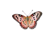 Butterfly - Natura - 