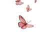Butterfly - Nature - 