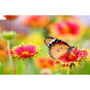 Butterfly - Uncategorized - 