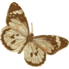 Butterfly - Uncategorized - 