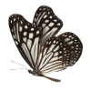 Butterfly - Uncategorized - 