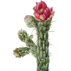 Cactus - Illustraciones - 