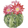 Cactus - イラスト - 