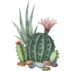 Cactus - Rascunhos - 