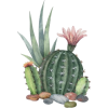 Cactus - イラスト - 