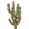Cactus - Objectos - 