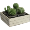 Cactus - Items - 