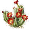 Cactus - Rastline - 