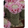 Cactus - Biljke - 