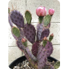 Cactus - Растения - 