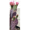 Cactus - Plants - 