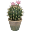 Cactus - Plants - 