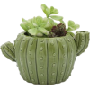 Cactus - Pflanzen - 