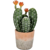 Cactus - Piante - 