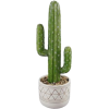 Cactus - Rastline - 
