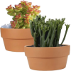 Cactus - Plantas - 