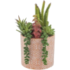 Cactus - Rośliny - 