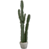 Cactus - Rośliny - 