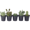 Cactus - 植物 - 