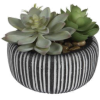 Cactus - Plantas - 