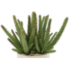 Cactus - Pflanzen - 