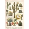 Cactus botanical print - Illustraciones - 