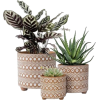 Cactus in pot - Plantas - 
