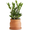 Cactus in pot - Plants - 