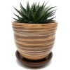 Cactus in pot - Plants - 