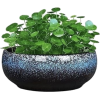 Cactus in pot - Pflanzen - 