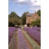 Caley Mill, Norfolk Norfolk Lavender - Gebäude - 