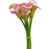 Callas flowers - Plants - 