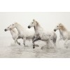 Camargue horses etsy - Animals - 