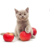 Can Cats Eat Apples? - Tiere - 