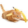 Can Cats Eat Bananas? Are Bananas Good f - Animals - 