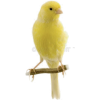 Canary - 动物 - 