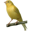 Canary - Animales - 