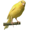 Canary - Animais - 
