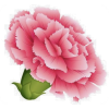 Carnation - Ilustracje - 